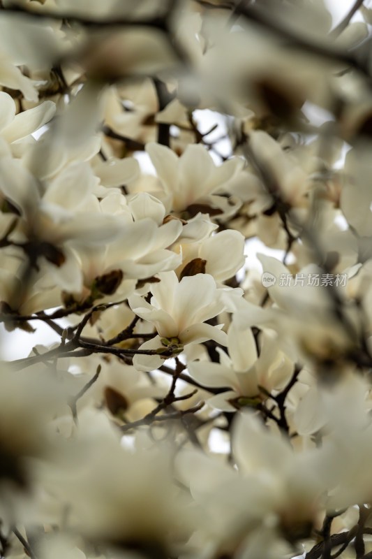 盛开的玉兰花特写