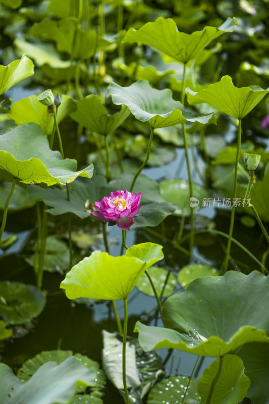 夏季公园荷塘荷叶丛中荷花特写