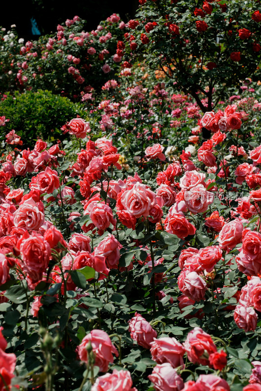 北京国家植物园月季