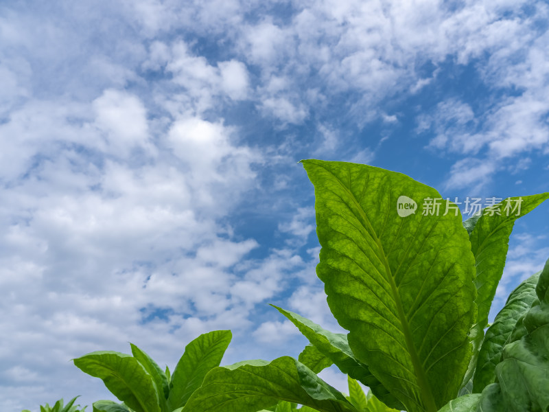 烟草烟叶农业种植绿色三农乡村振兴