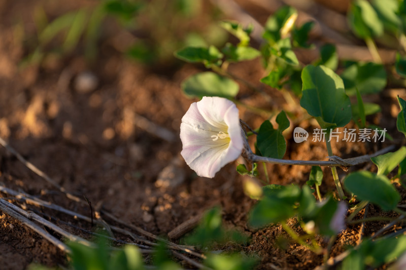 牵牛花特写镜头