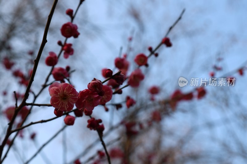 枝头绽放的红色梅花