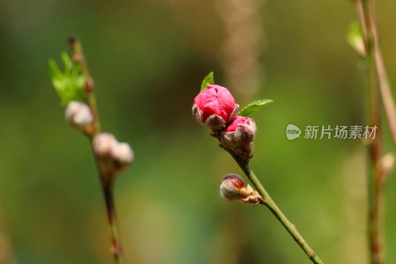 广州白云山盛开的桃花