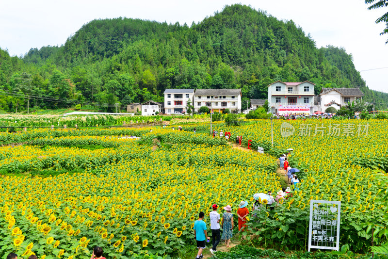 美丽田野田园太阳花葵花花朵向日葵