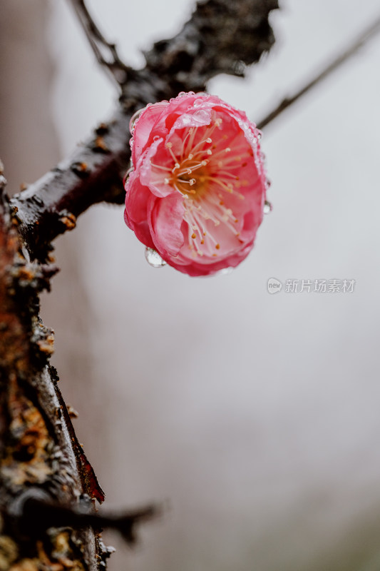 雨天盛开的西溪湿地梅花微距视角