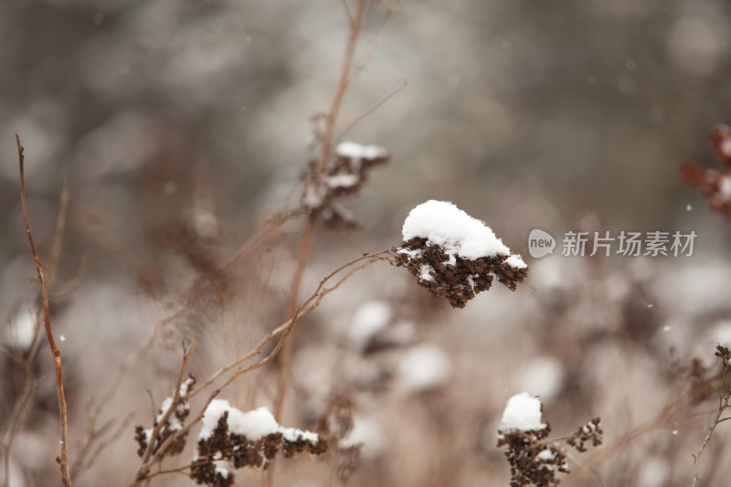 冬天干枯的植物和积雪