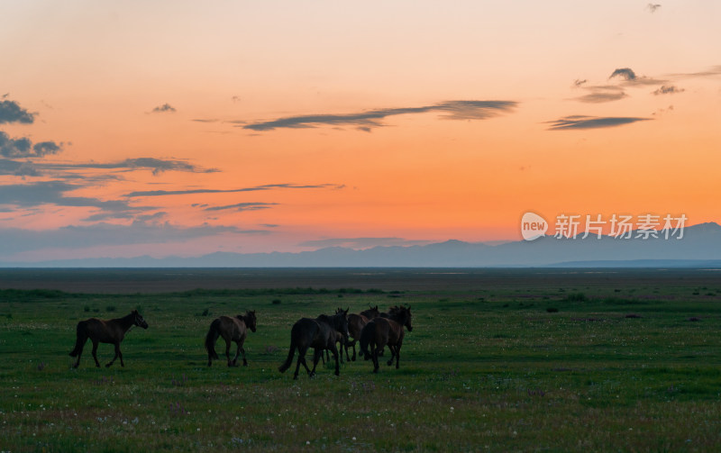 黄昏时分的新疆巴音布鲁克草原上的马群