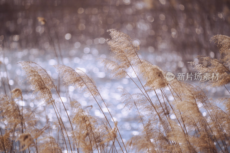 唯美芦苇花背景图片