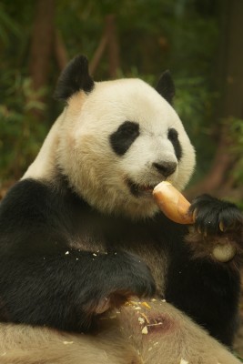 大熊猫萌萌采食画面