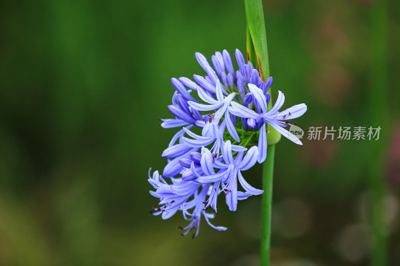 雨后欧石竹花