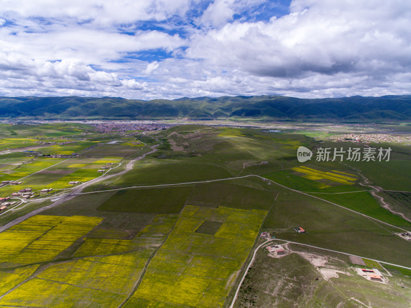 藏地乡村民居油菜花航拍全景图