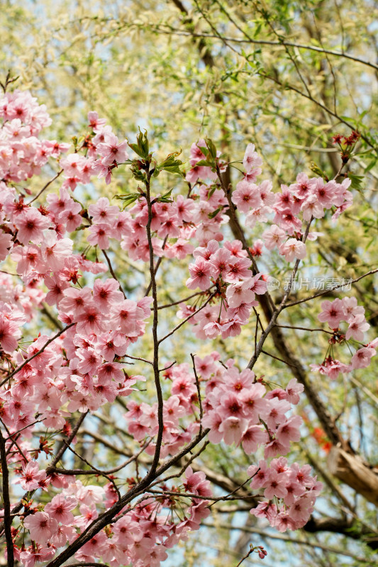 北京玉渊潭公园樱花节樱花