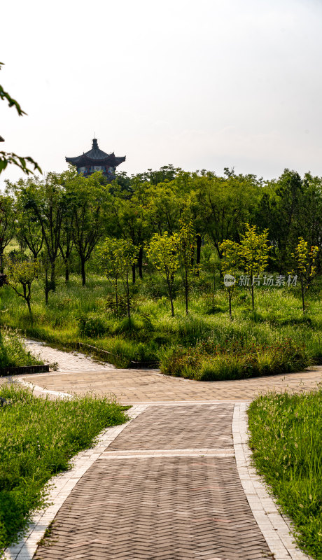 邹城中央公园城市绿植景观