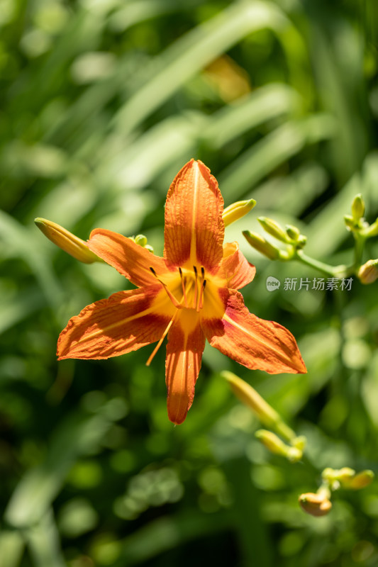 黄花菜 黄花