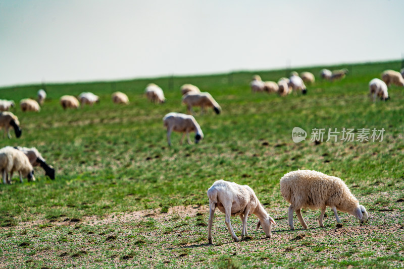 草原戈壁上的羊群