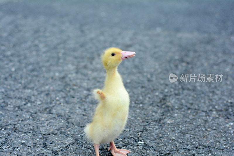 在路上行走的小黄鸭