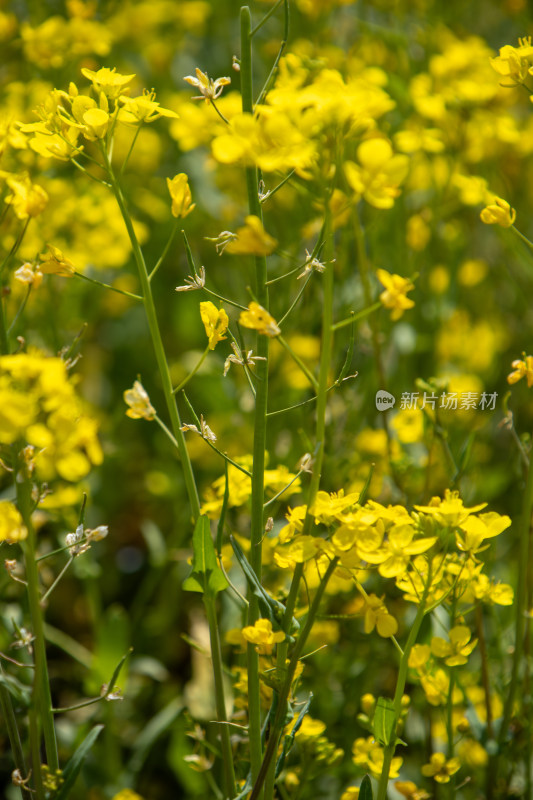 春天野外金灿灿的油菜花田金黄色花海