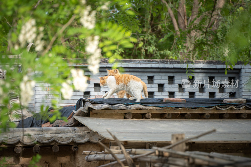 机灵可爱的猫咪在屋顶