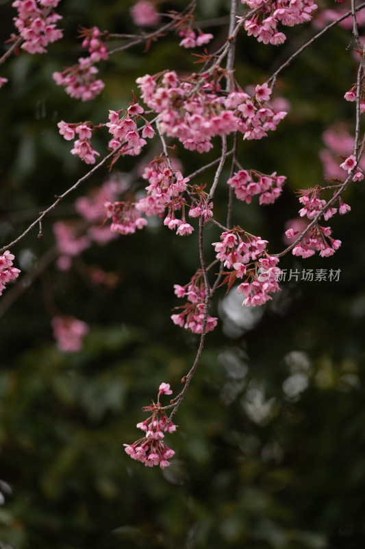 蓝天下盛开的美丽粉色樱花