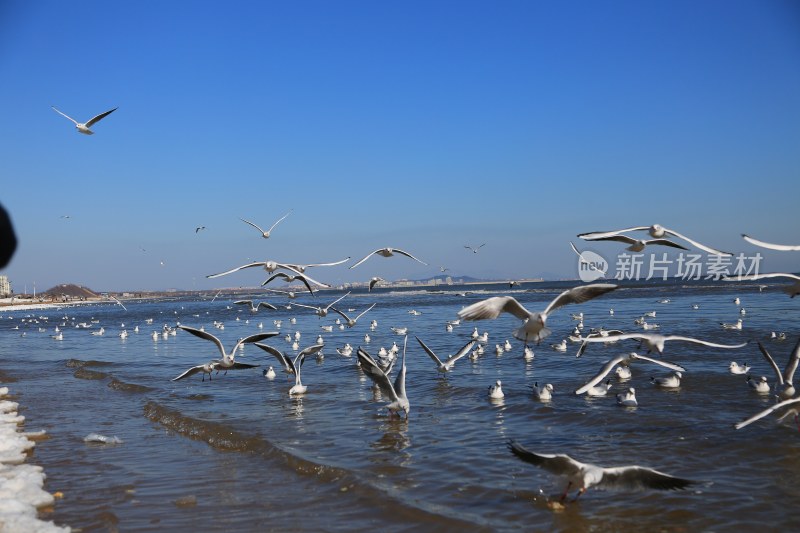 海边成群海鸥飞翔景象