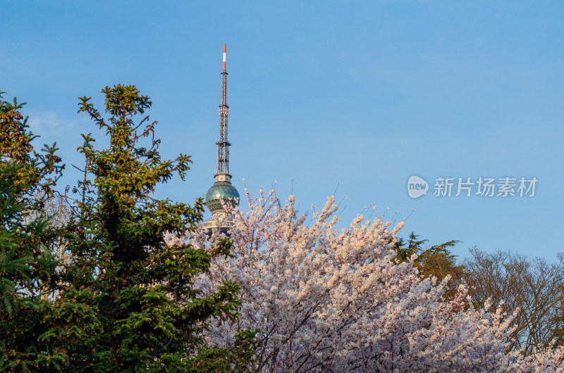 青岛中山公园的樱花盛开