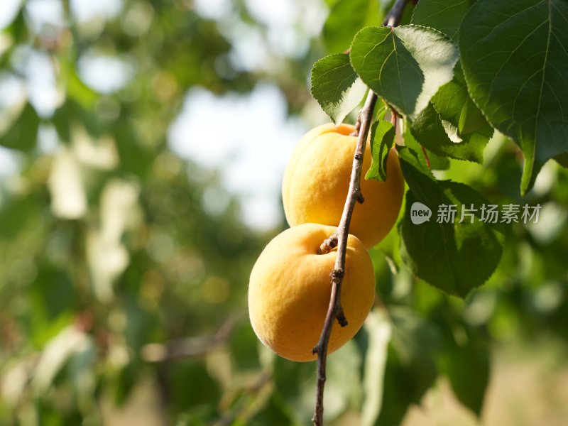 丰收季节 杏