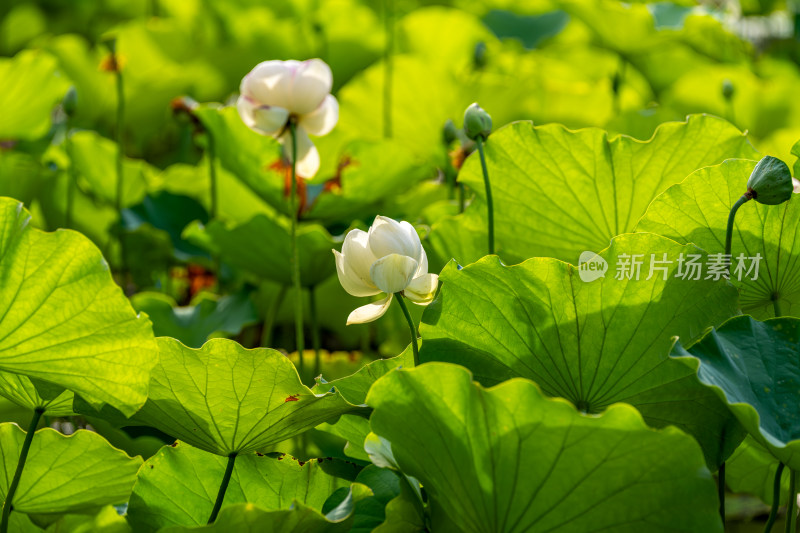 夏天荷花盛开特写