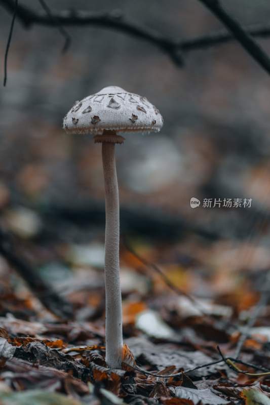 野生菌野生菌蘑菇生长环境菌类山菌