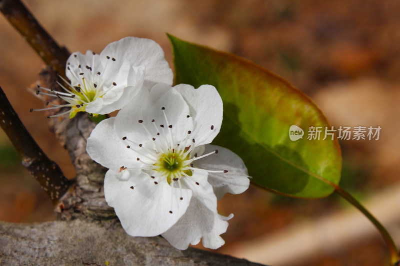 鲜花梨花盛开