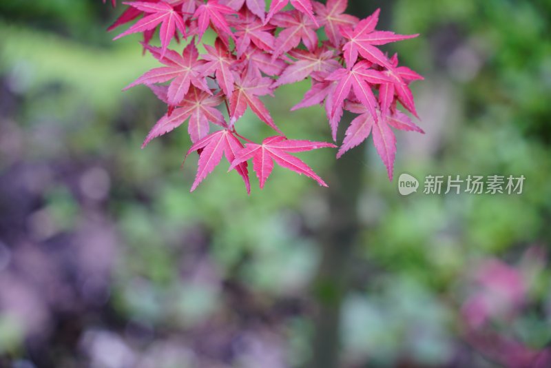 鲜花花朵花卉花树