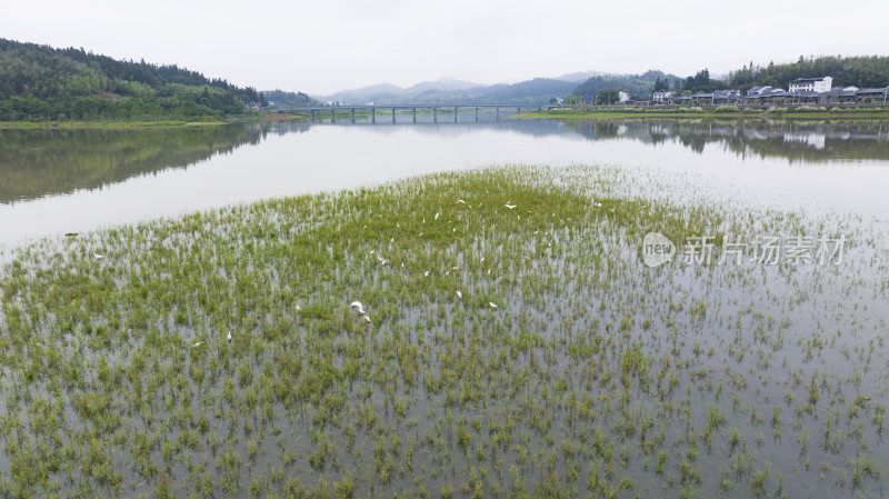 福建泰宁大金湖白鹭湾湿地白鹭