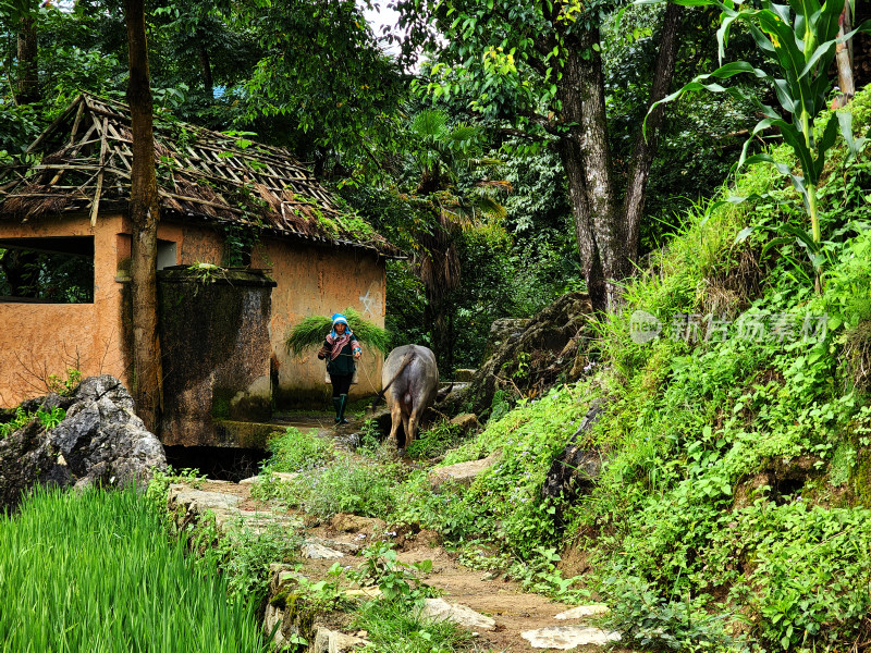 云南山中村民 割草牵牛走在回家的小路上