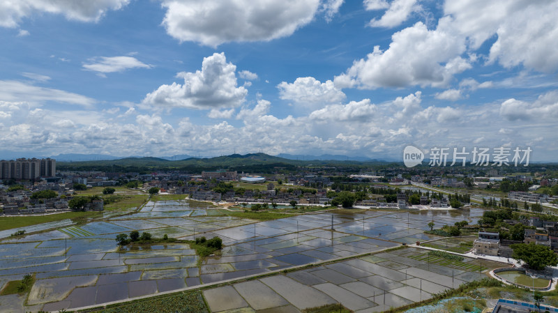 水稻田，农田，正在种植的水稻