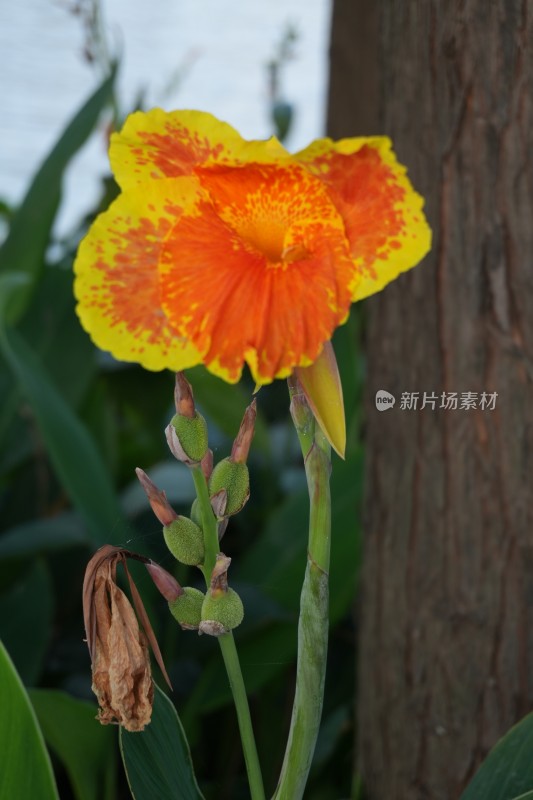 顺峰山公园蕉芋花