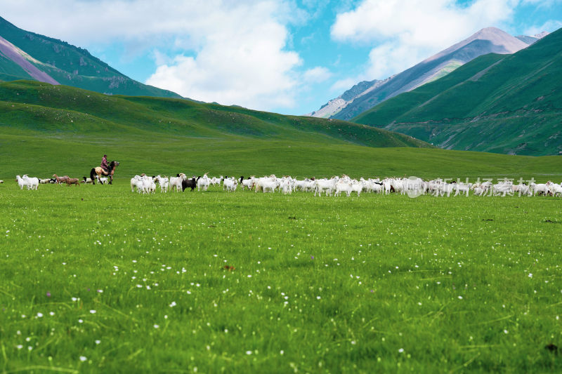 内蒙古草原羊群白绒山羊放牧