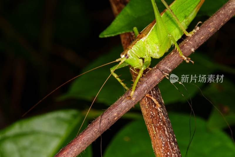 绿色螽斯停留在树枝上的微距特写