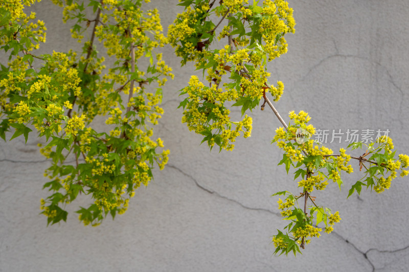 春日裂纹墙壁前枝头黄花盛开的元宝槭