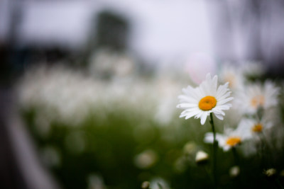 实拍菊花雏菊特写