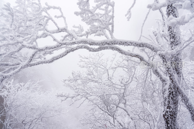 冬季大雪树木雾凇雪挂