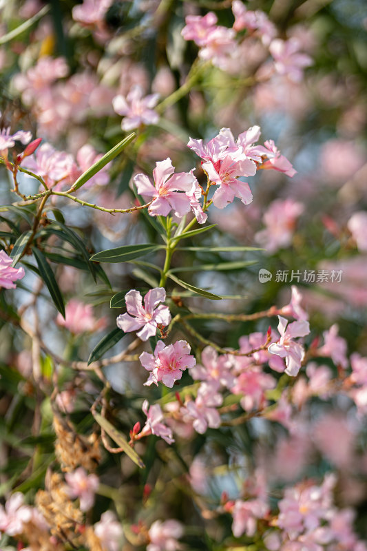 盛开的花