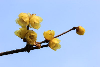 数九寒天的蜡梅花枝