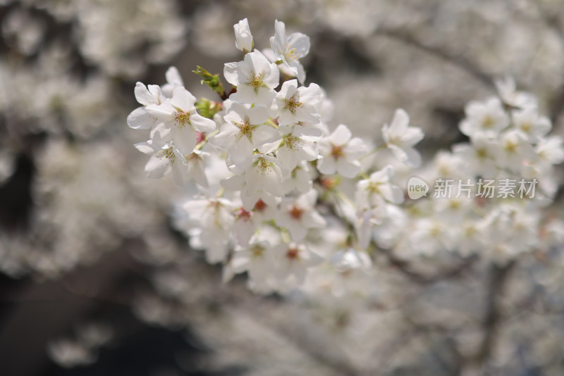 春天盛开的梨花特写