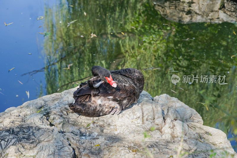 黑天鹅在岸边的岩石上休息