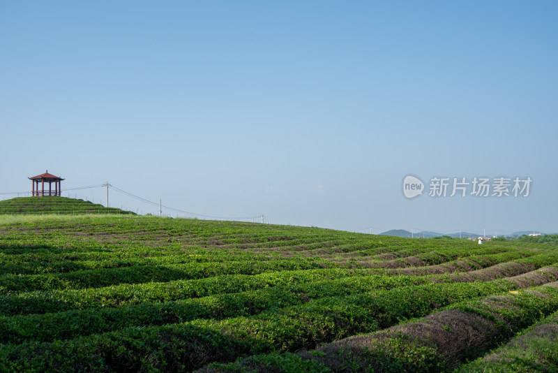 春天茶园采茶