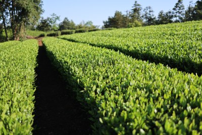 春天里的绿色有机生态茶园茶叶嫩芽