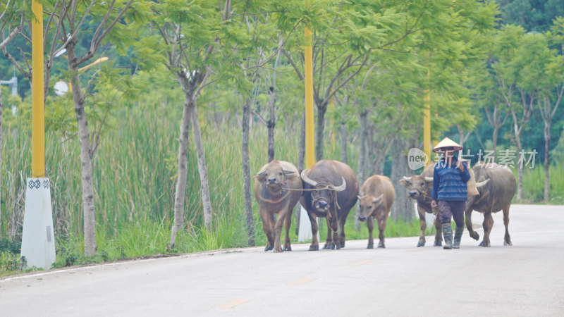 农民牵着水牛走在乡村道路