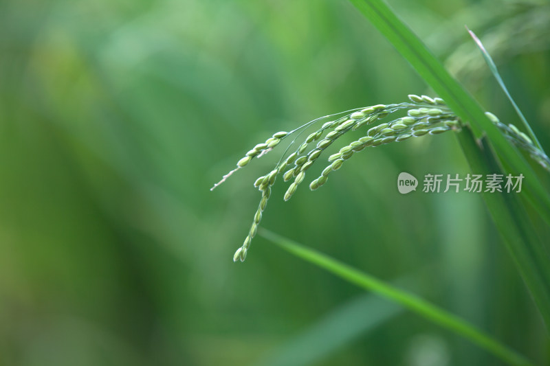 农田里刚刚开始灌浆的稻穗特写