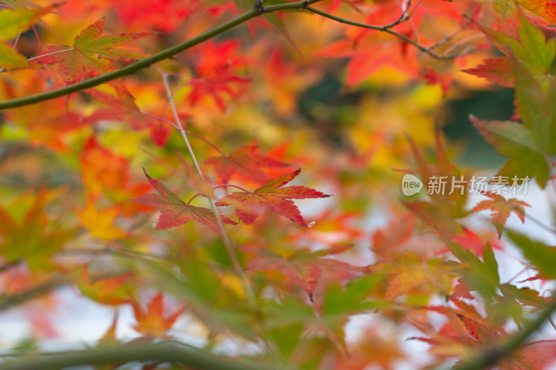 色彩斑斓的枫叶枝叶特写