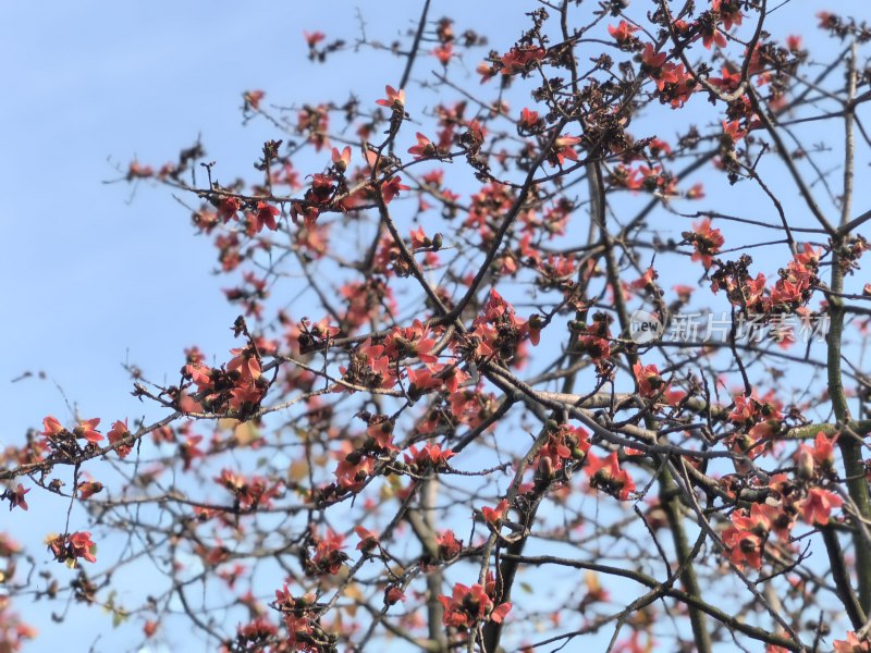 木棉花树