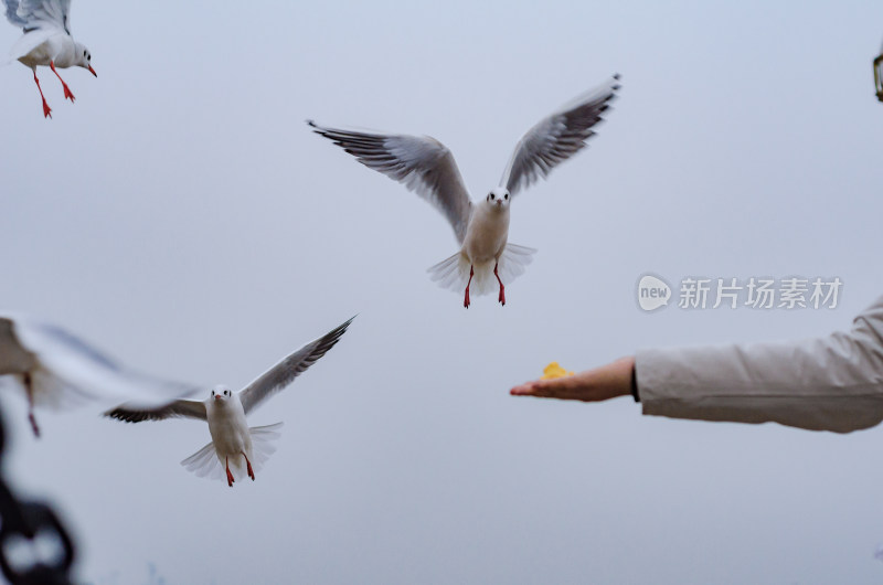 伸手去给海鸥喂食